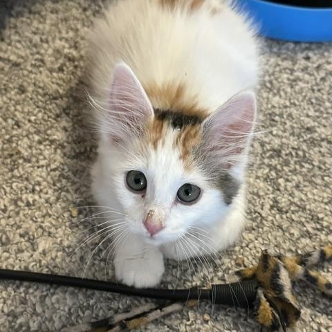 Chevelle, ADOPTABLE, Kitten Female Calico.