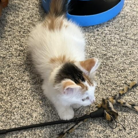 Enlarge Chevelle, a ADOPTABLE Calico in Mesa, AZ image 2/2