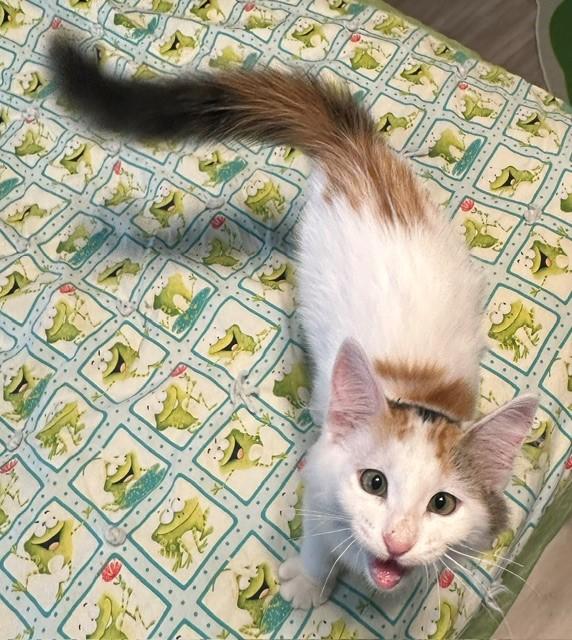 Enlarge Chevelle, a ADOPTABLE Domestic Medium Hair in Mesa, AZ image 3/5