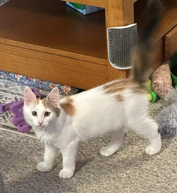 Chevelle, ADOPTABLE, Kitten Female Domestic Medium Hair.