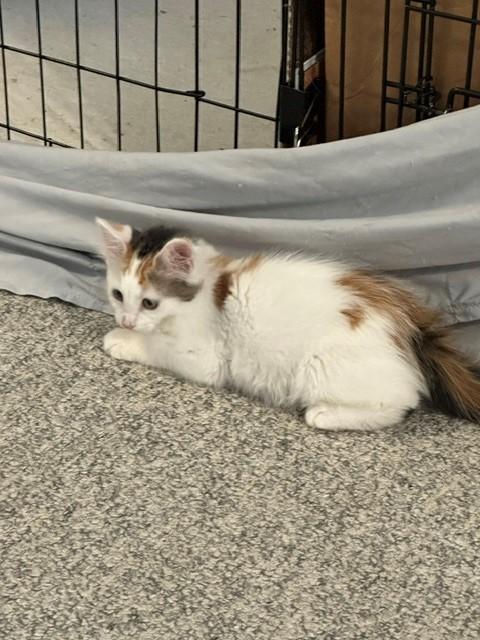 Enlarge Chevelle, a ADOPTABLE Domestic Medium Hair in Mesa, AZ image 5/5