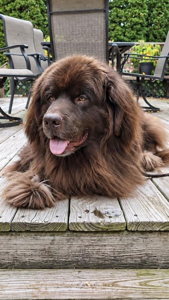 Mozart, Adoptable, Adult Male Newfoundland Dog.