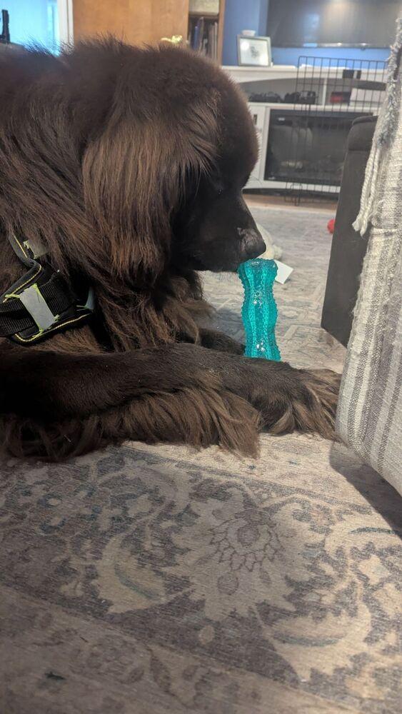 Enlarge Mozart, a Adoptable Newfoundland Dog in Gales Ferry, CT image 2/6