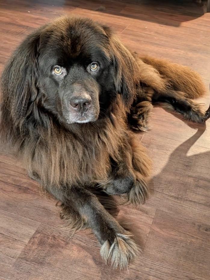 Enlarge Mozart, a Adoptable Newfoundland Dog in Gales Ferry, CT image 3/6