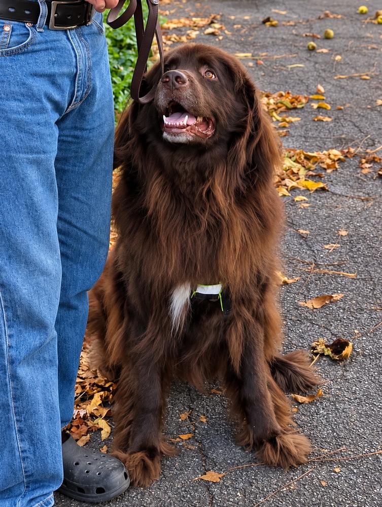 Enlarge Mozart, a Adoptable Newfoundland Dog in Gales Ferry, CT image 4/6