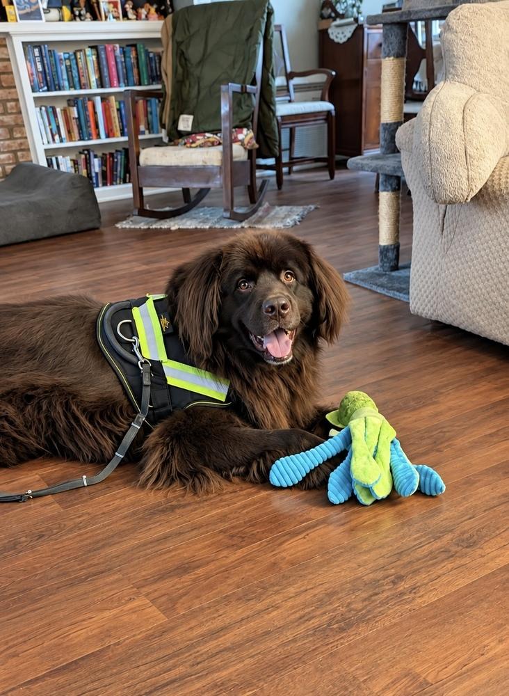 Enlarge Mozart, a Adoptable Newfoundland Dog in Gales Ferry, CT image 5/6