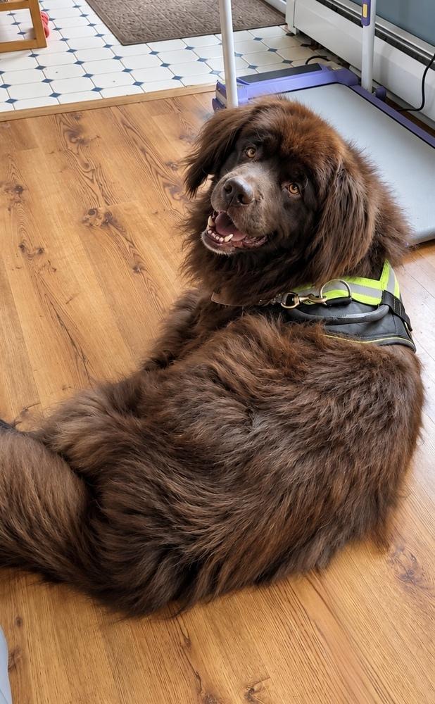 Enlarge Mozart, a Adoptable Newfoundland Dog in Gales Ferry, CT image 6/6