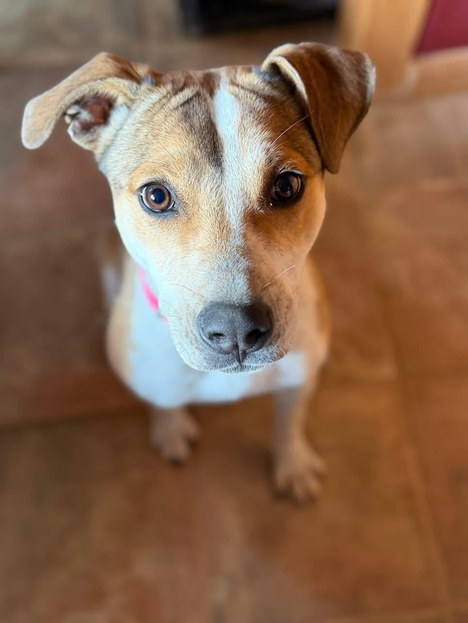 Sally, ADOPTABLE, Puppy Female Labrador Retriever.