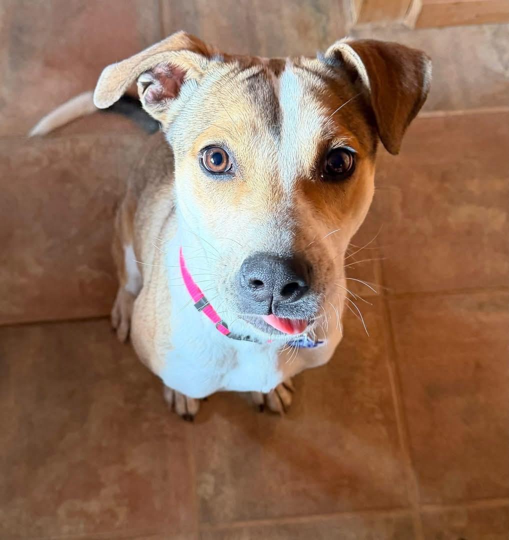 Sally, a ADOPTABLE mixed breed in Estes Park, CO image 2/4