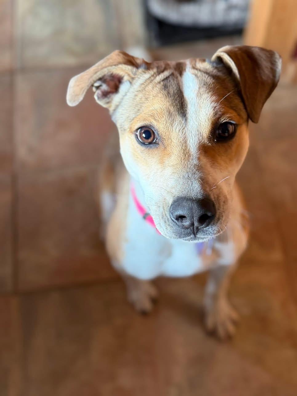 Sally, a ADOPTABLE mixed breed in Estes Park, CO image 4/4