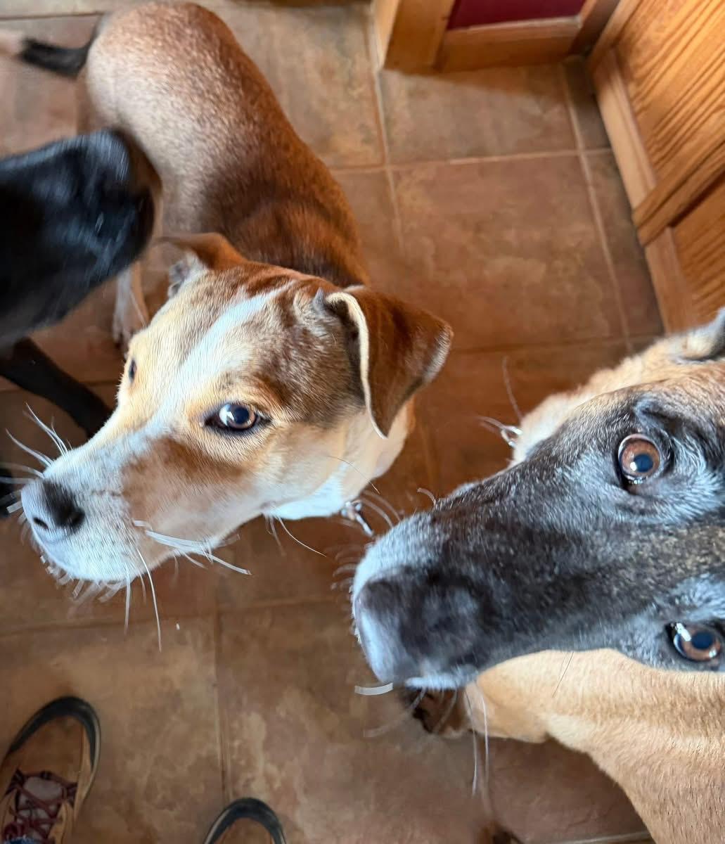 Sally, a ADOPTABLE mixed breed in Estes Park, CO image 3/4