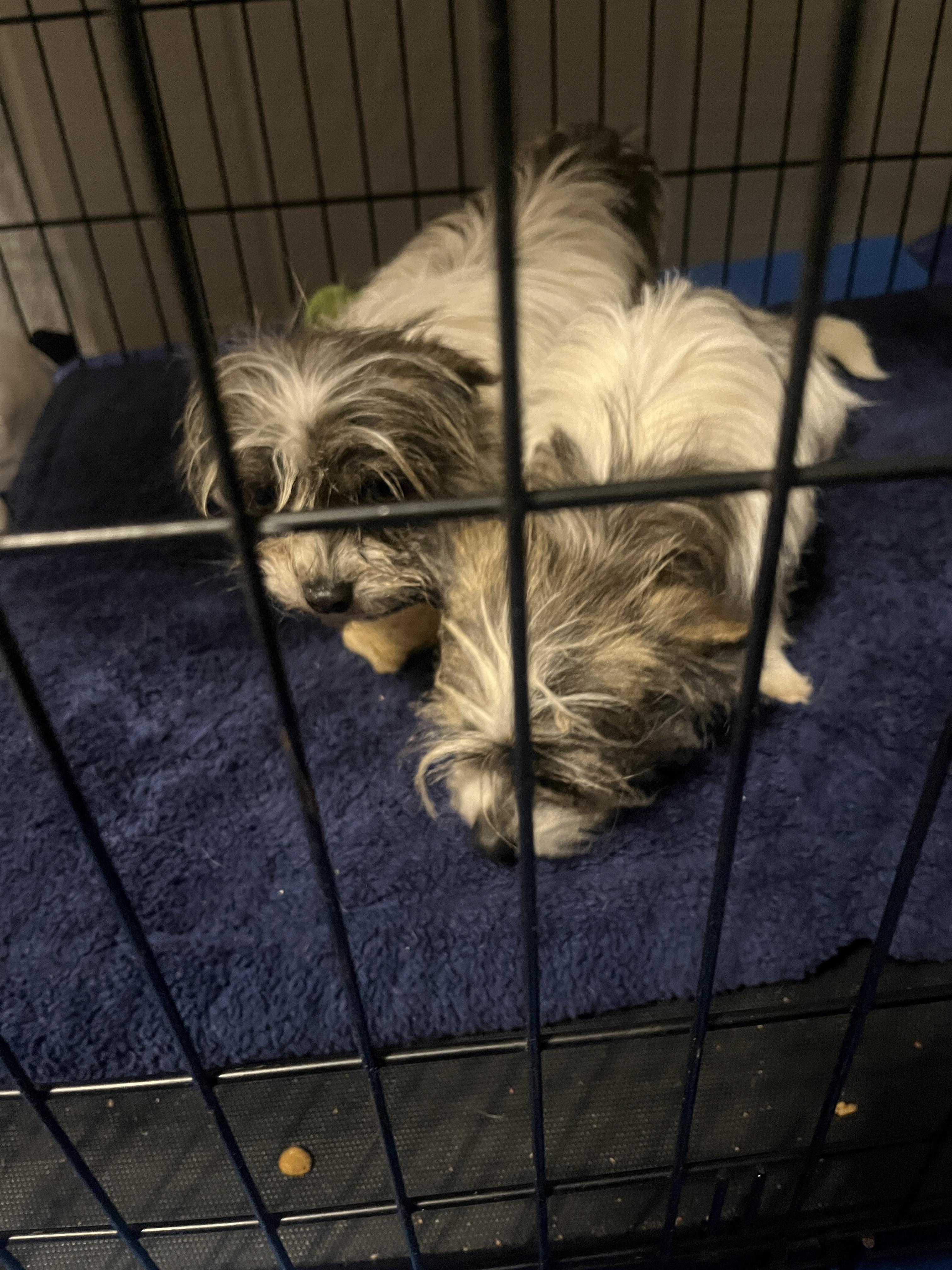 Enlarge Thyme, a Adoptable mixed breed in Jerome, ID image 1/6