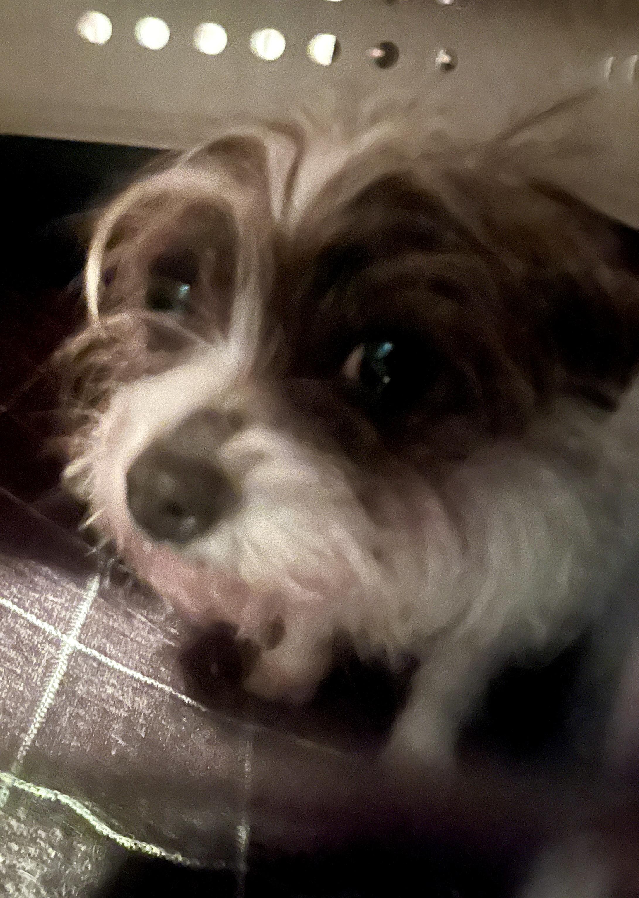 Enlarge Thyme, a Adoptable mixed breed in Jerome, ID image 2/6