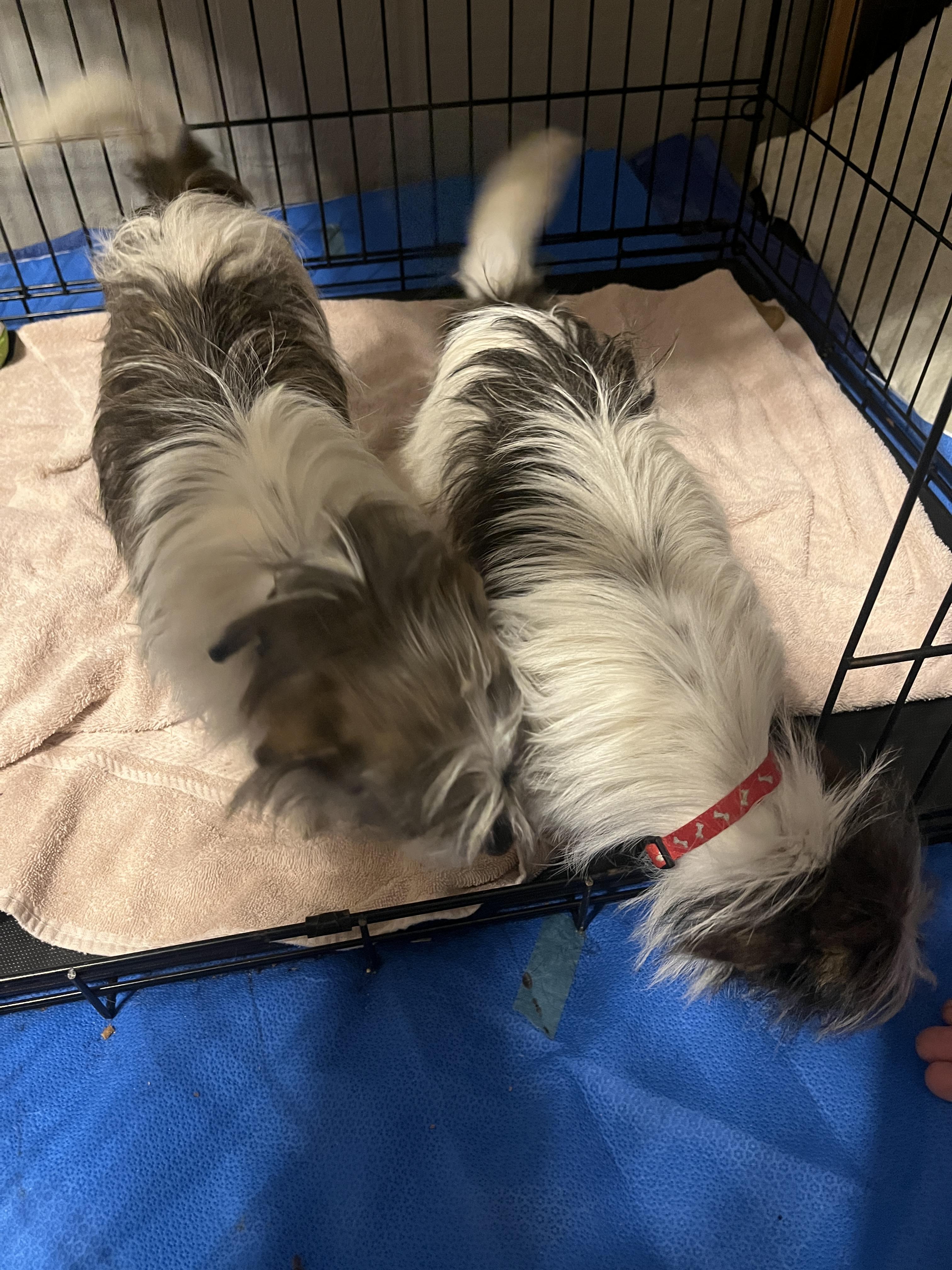 Enlarge Thyme, a Adoptable mixed breed in Jerome, ID image 3/6