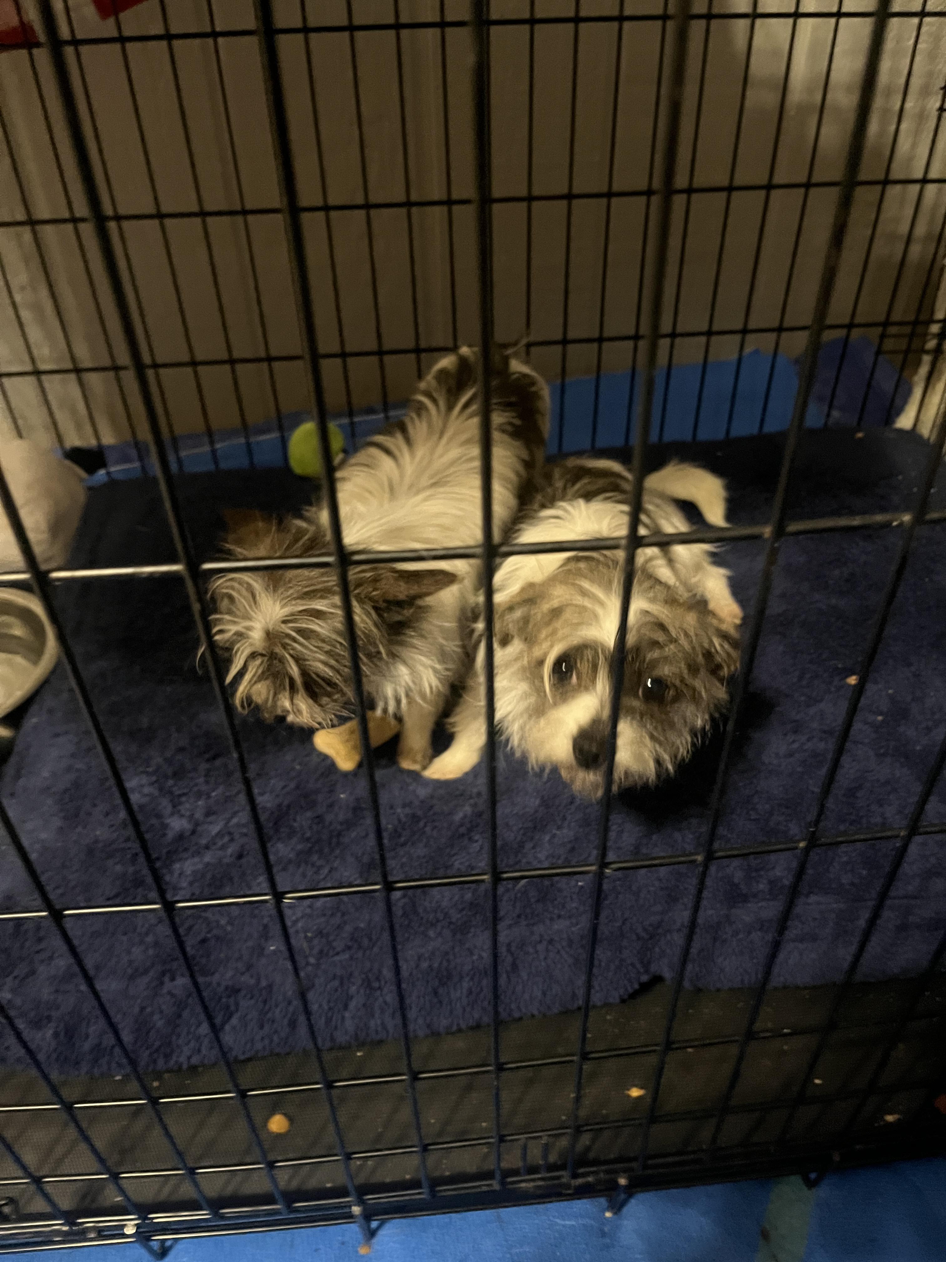 Enlarge Thyme, a Adoptable mixed breed in Jerome, ID image 4/6