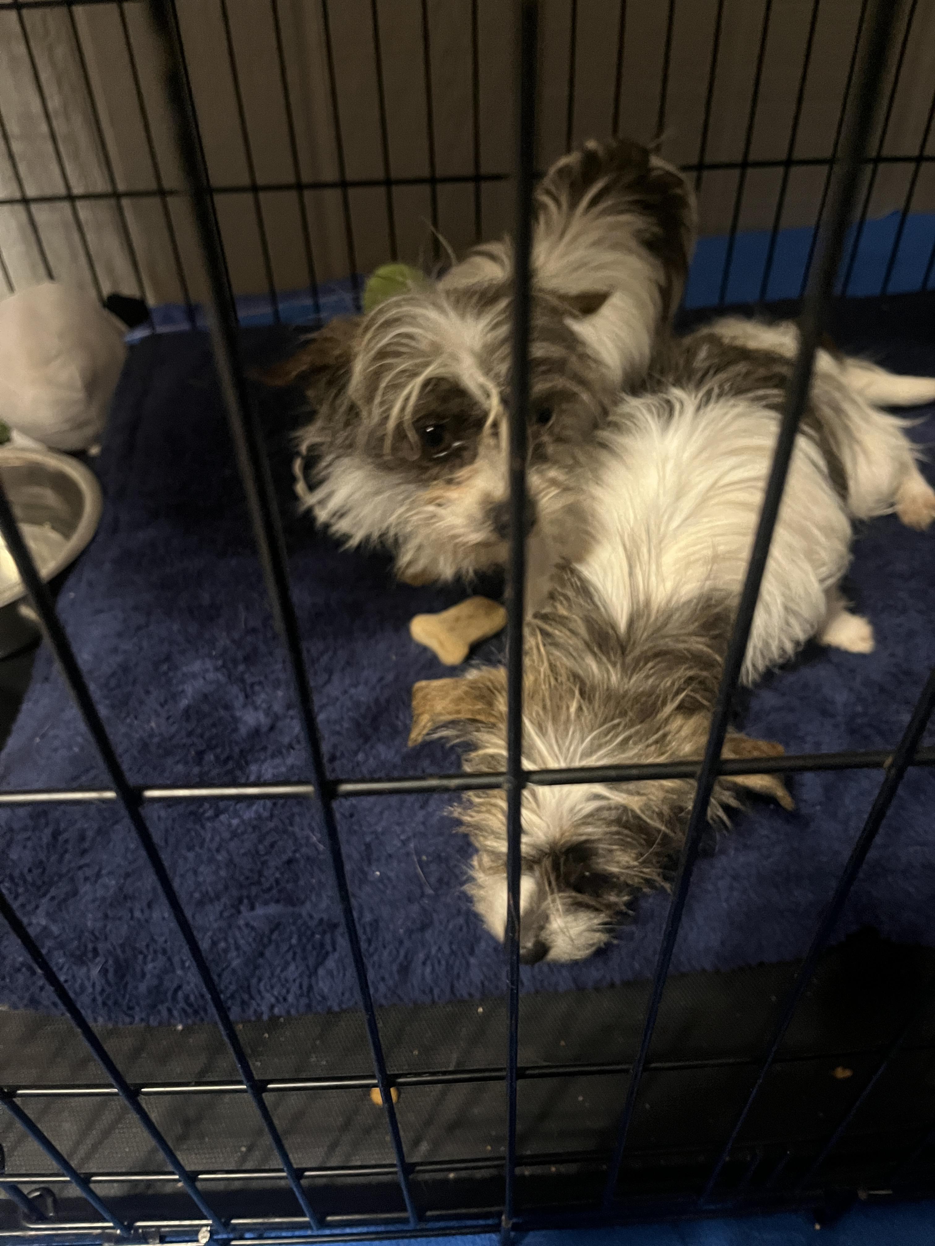 Enlarge Thyme, a Adoptable mixed breed in Jerome, ID image 5/6