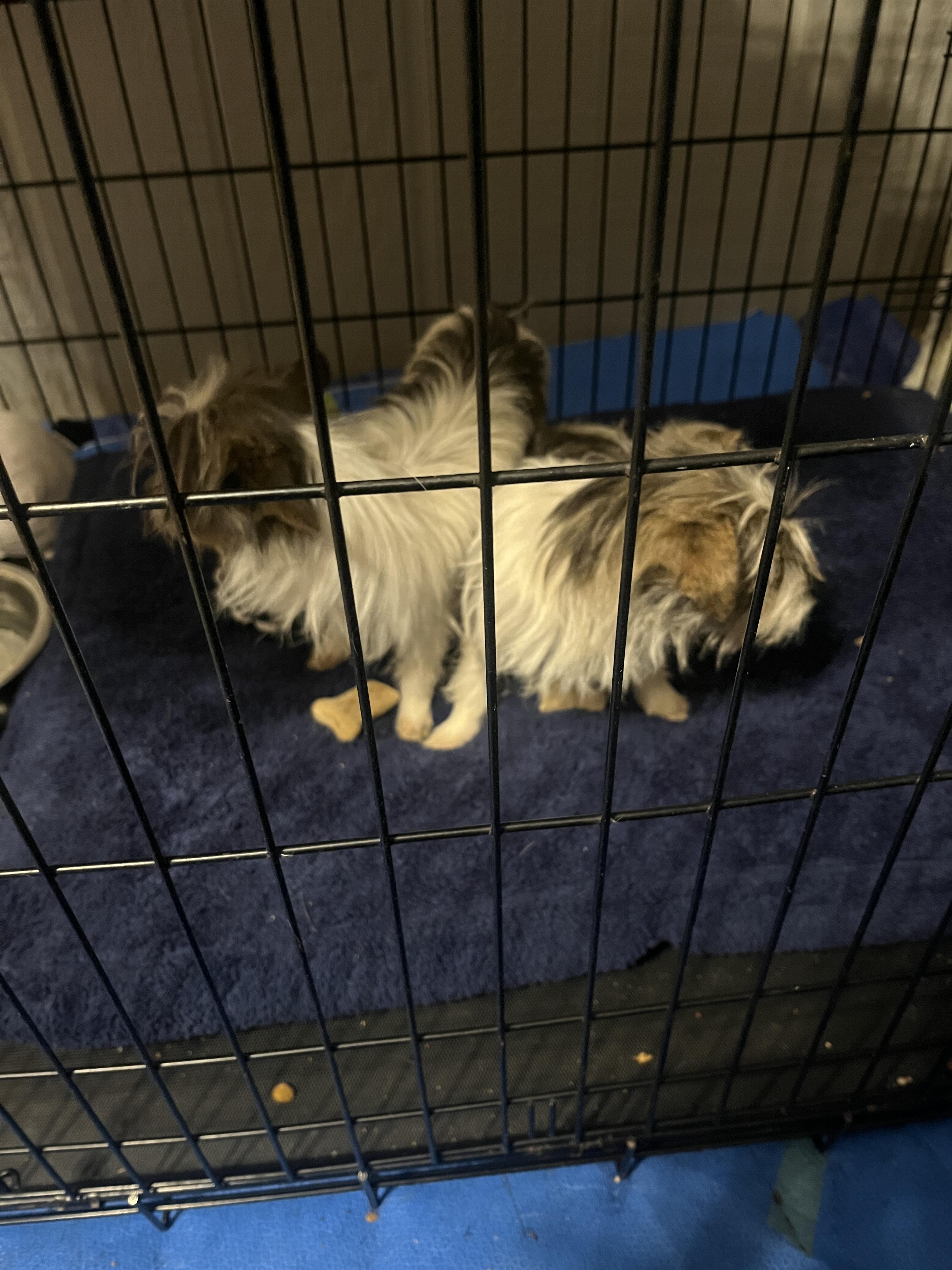 Enlarge Thyme, a Adoptable mixed breed in Jerome, ID image 6/6