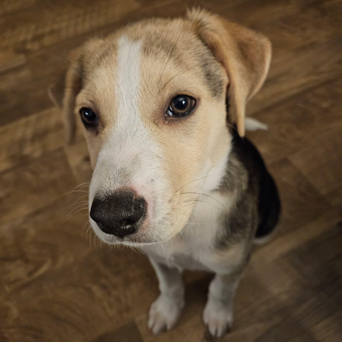 Enlarge tiramisu, an adopted mixed breed in State College, PA image 5/6