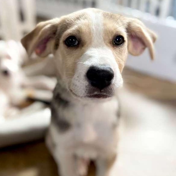 tiramisu, adopted, Puppy Male American Staffordshire Terrier.