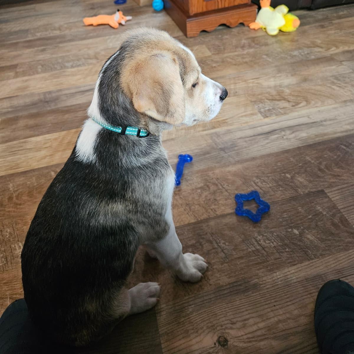 Enlarge tiramisu, an adopted mixed breed in State College, PA image 4/6