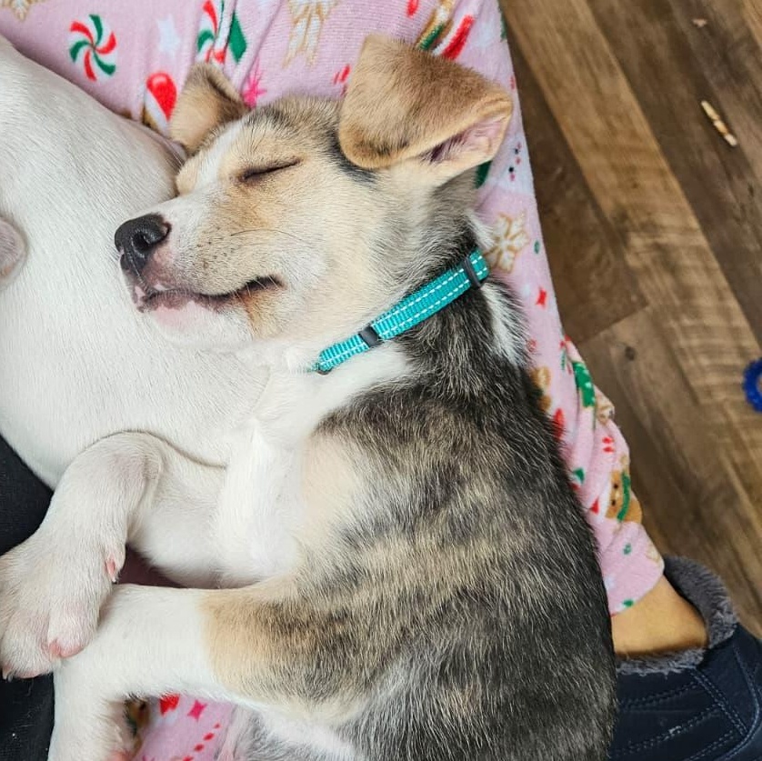 Enlarge tiramisu, an adopted mixed breed in State College, PA image 6/6