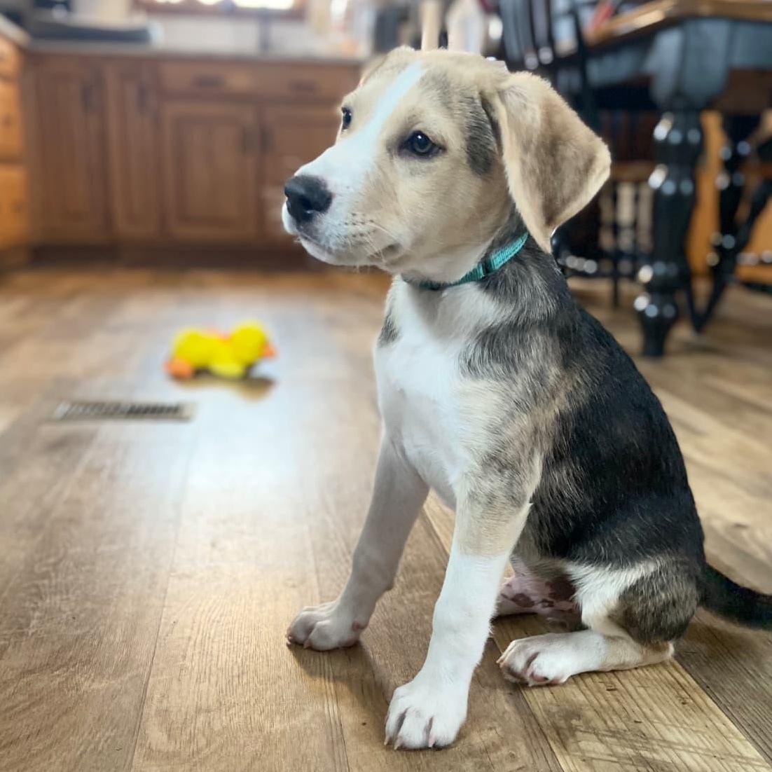 Enlarge tiramisu, an adopted mixed breed in State College, PA image 3/6