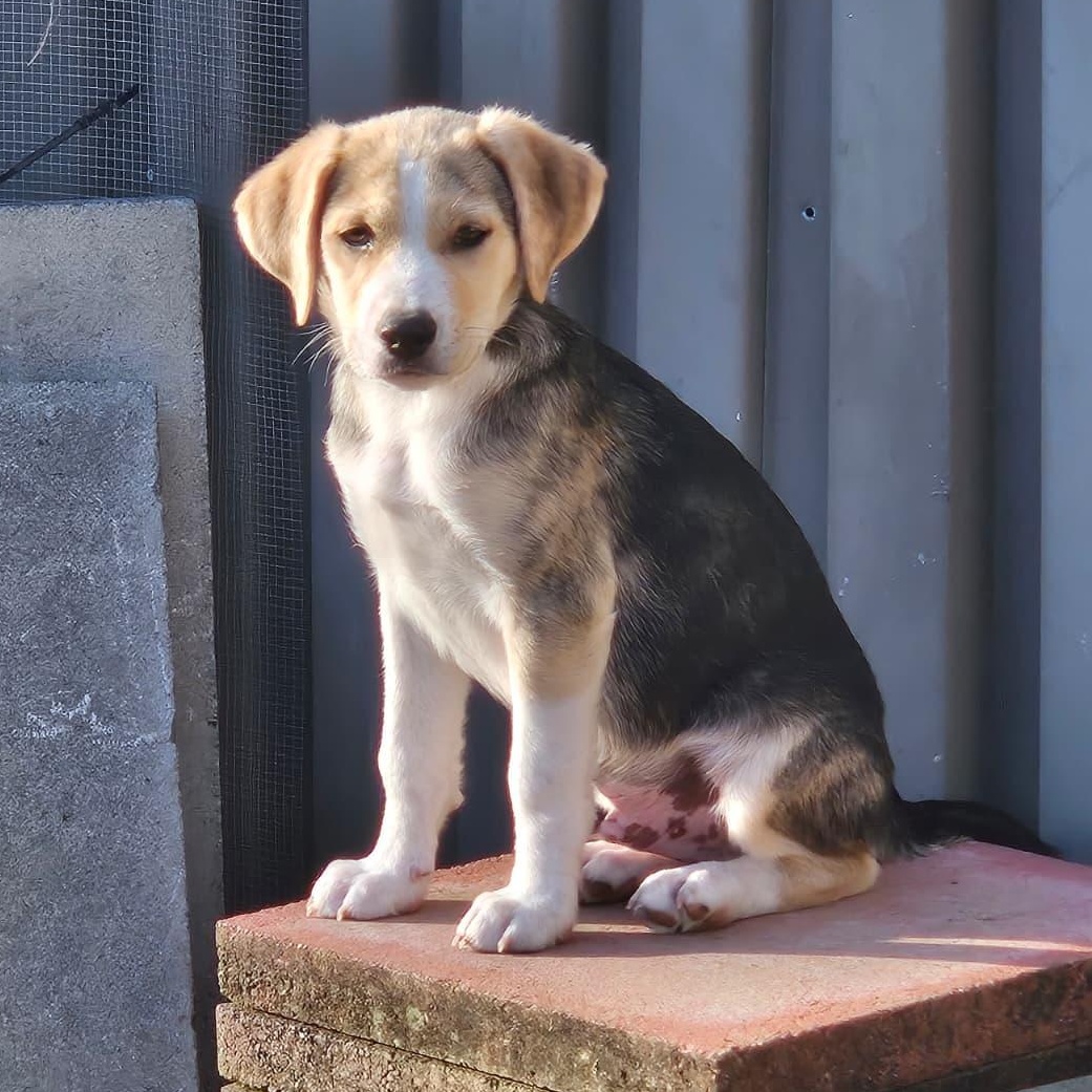 Enlarge tiramisu, an adopted mixed breed in State College, PA image 2/6