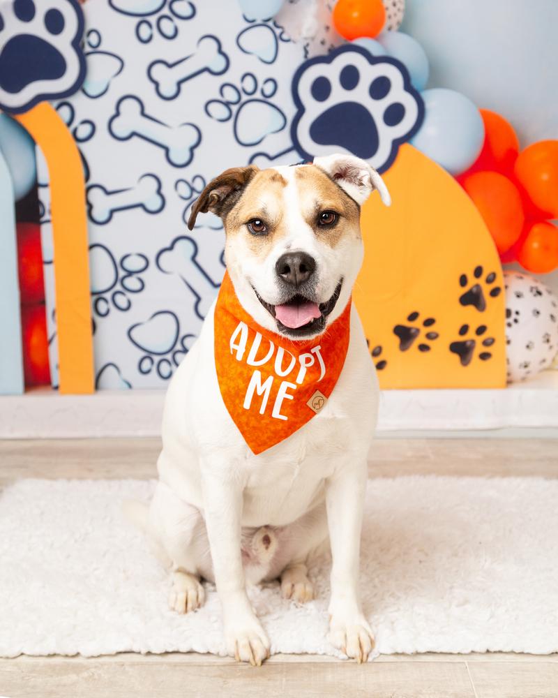 Tater, Adoptable, Adult Male English Bulldog & Pit Bull Terrier.