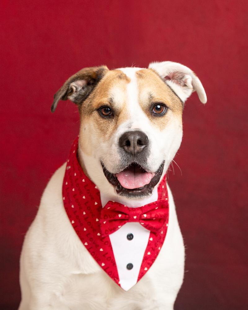 Tater, a Adoptable mixed breed in Frisco, TX image 2/6