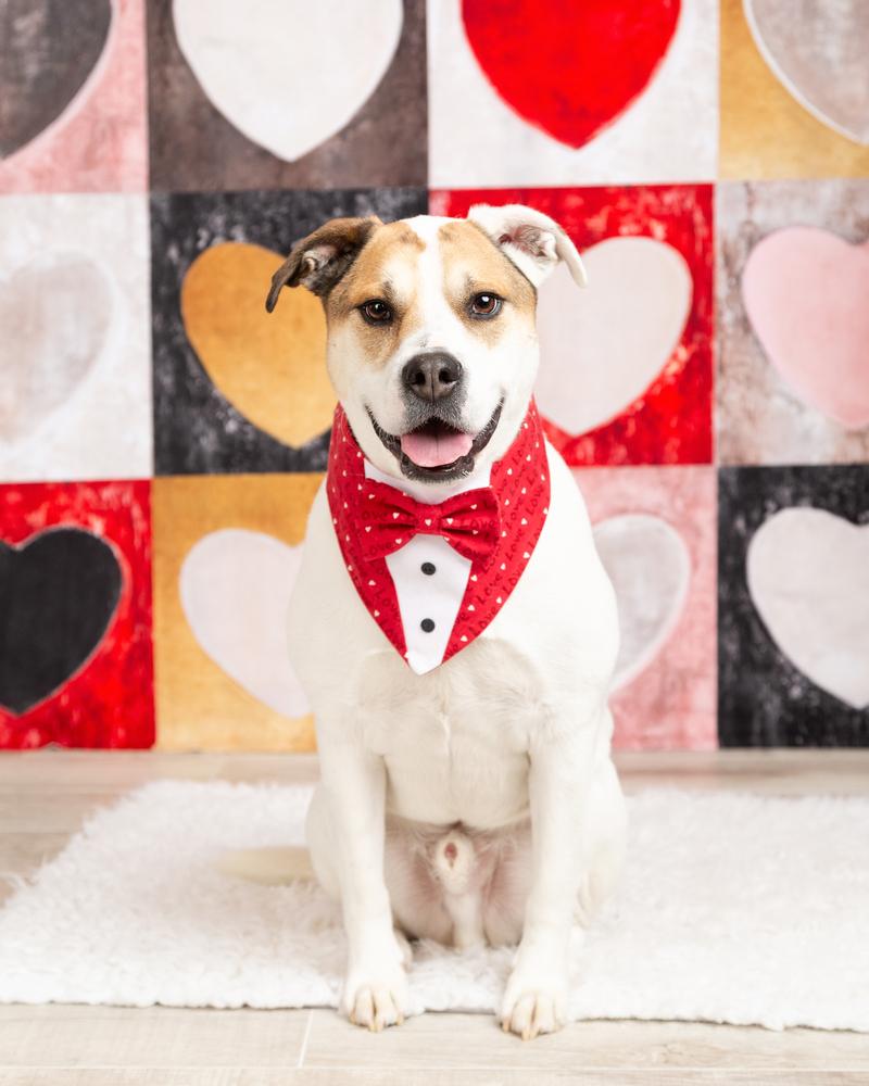 Tater, a Adoptable mixed breed in Frisco, TX image 3/6