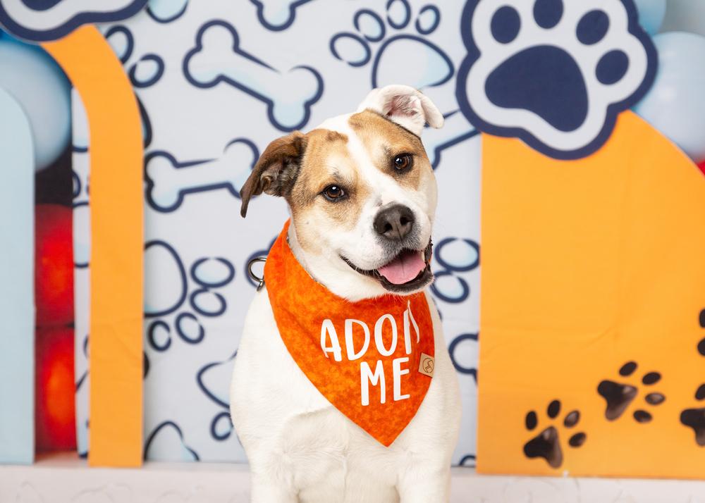 Tater, a Adoptable mixed breed in Frisco, TX image 4/6