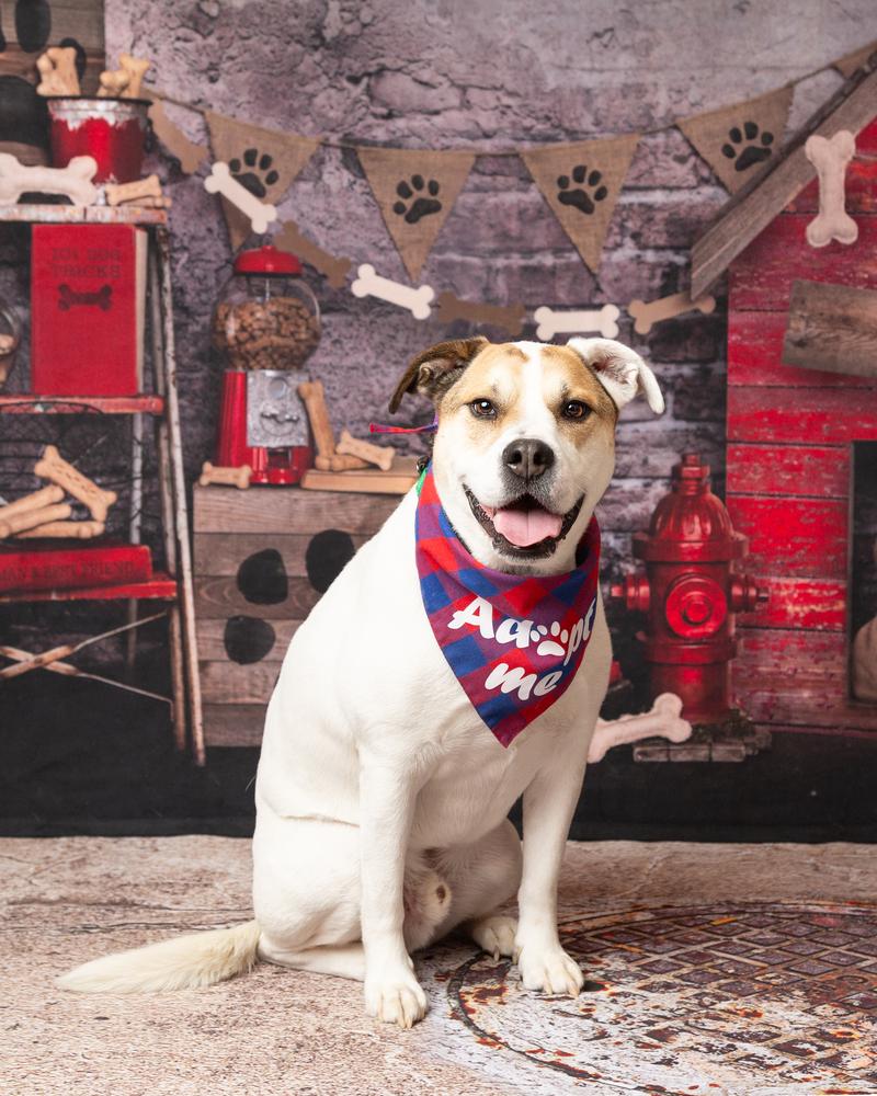 Tater, a Adoptable mixed breed in Frisco, TX image 5/6