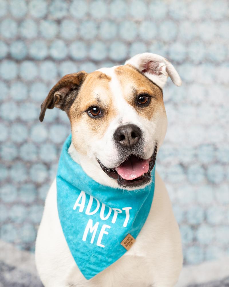 Tater, Adoptable, Adult Male English Bulldog & Pit Bull Terrier.