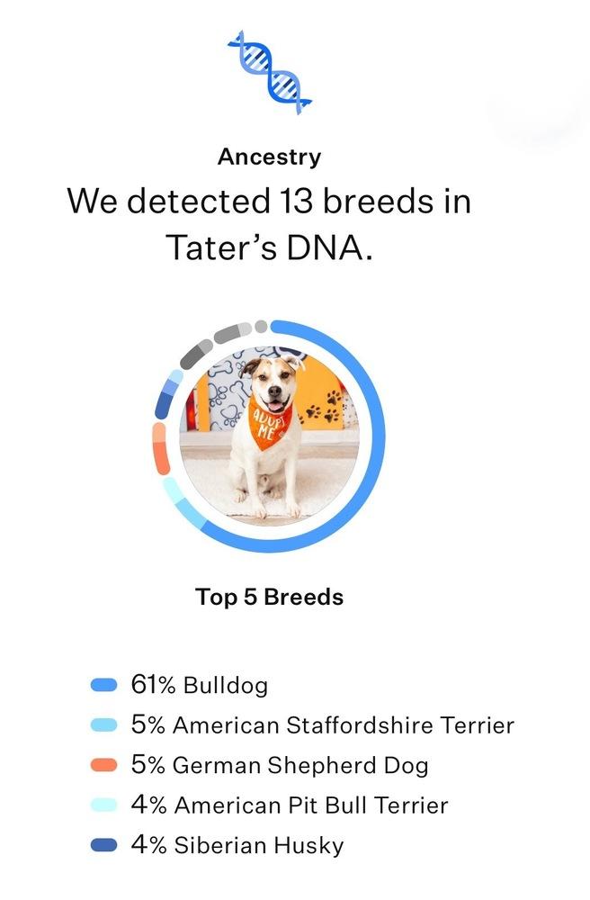 Enlarge Tater, a Adoptable mixed breed in Frisco, TX image 6/6