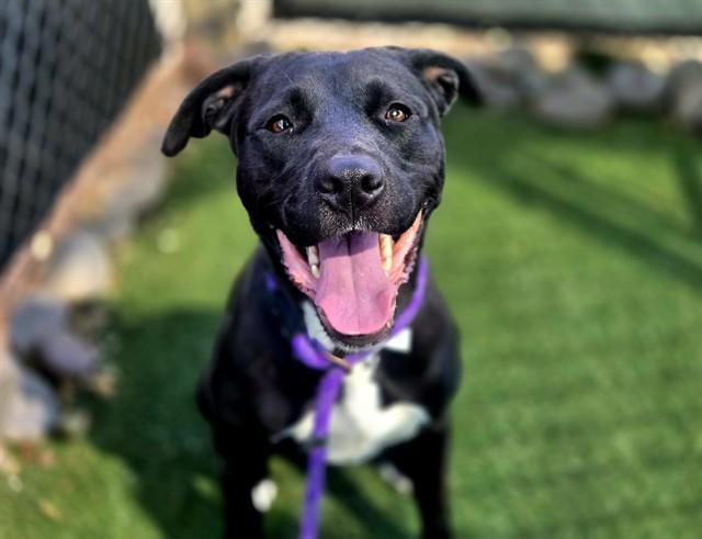 Enlarge MARMALADE, a Adoptable mixed breed in Phoenix, AZ image 1/1