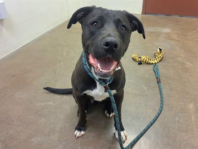 MARMALADE, Adoptable, Young Female Labrador Retriever & Pit Bull Terrier.