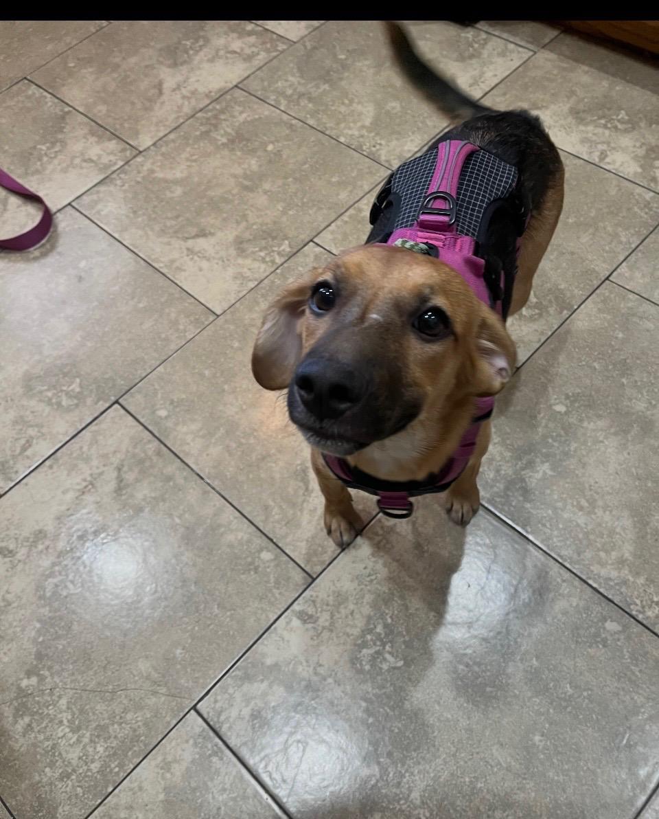 Mocha, ADOPTABLE, Puppy Female Beagle.