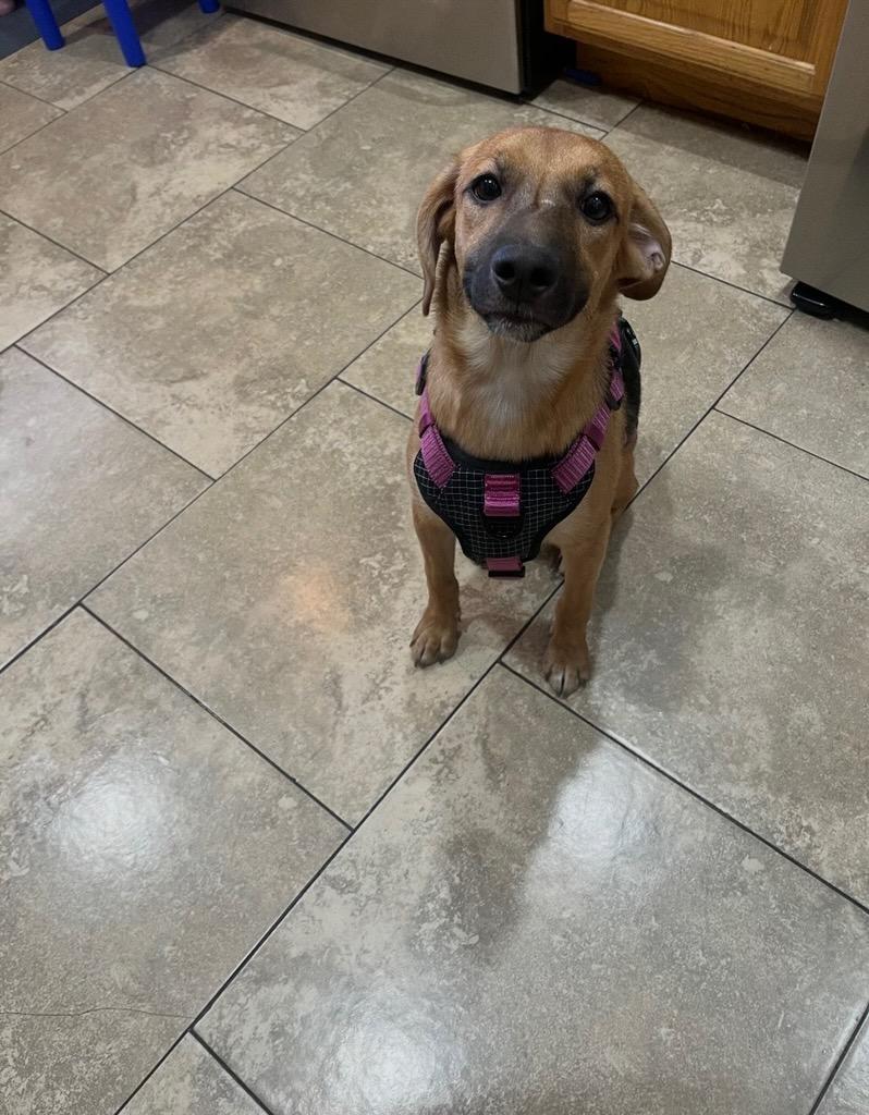 Mocha, a ADOPTABLE Beagle in Las Vegas, NV image 2/3
