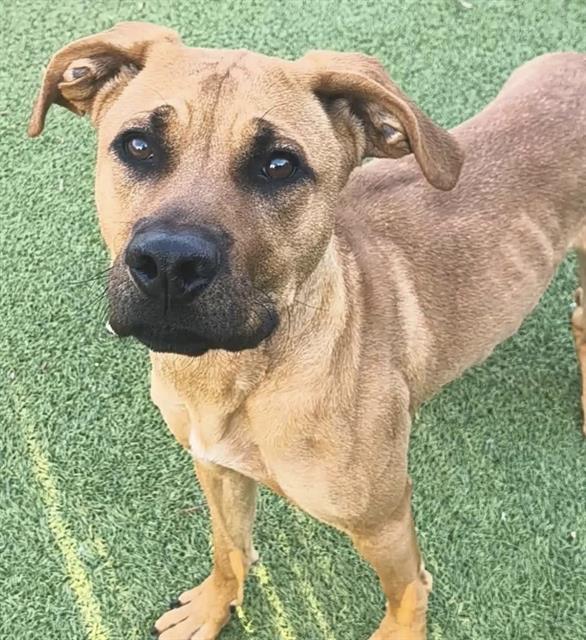 Enlarge LITTLE LADY, a Adoptable mixed breed in Newton, NC image 1/1