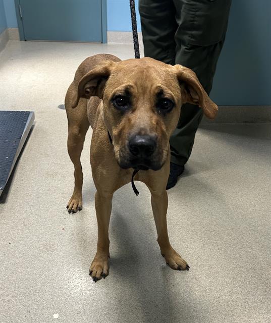 LITTLE LADY, Adoptable, Young Female Black Mouth Cur & Mixed Breed.