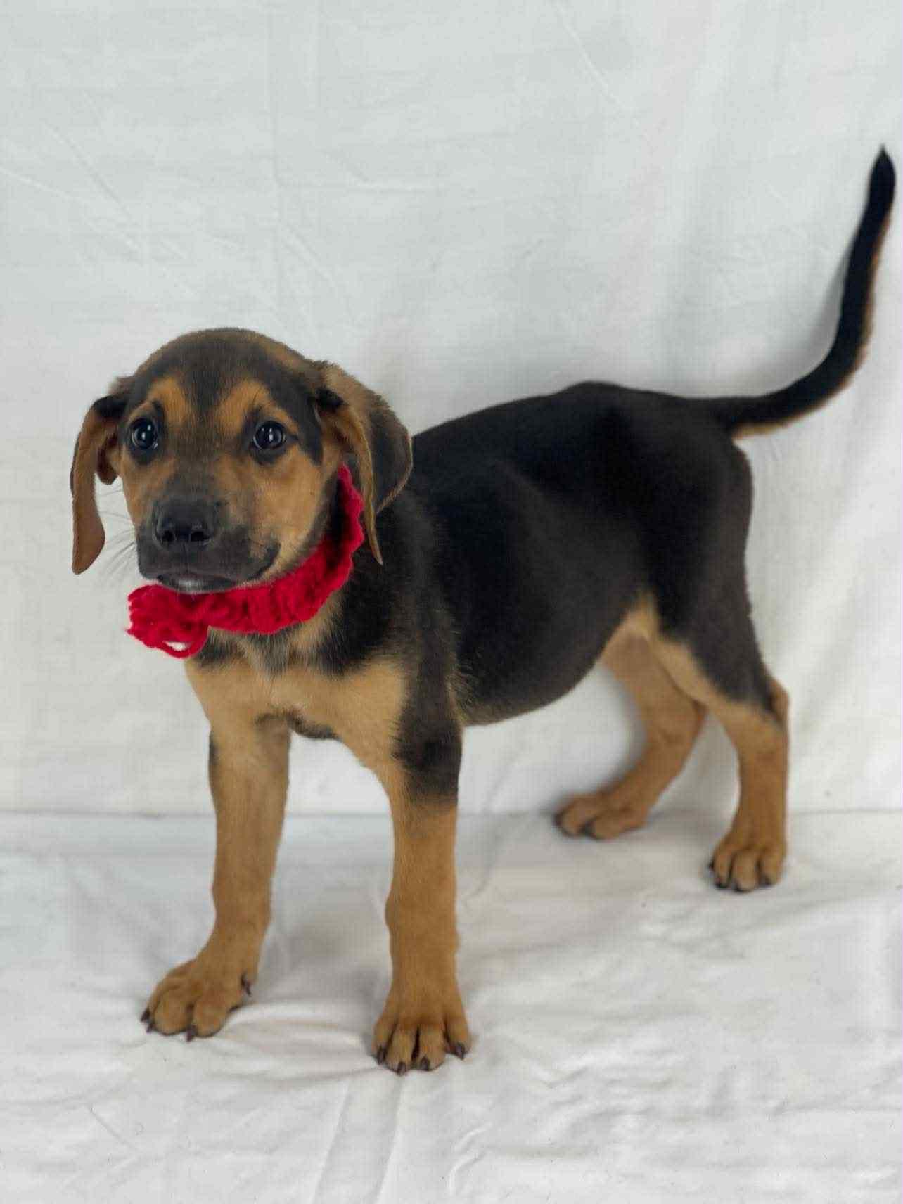 Bruce the mixed breed!
