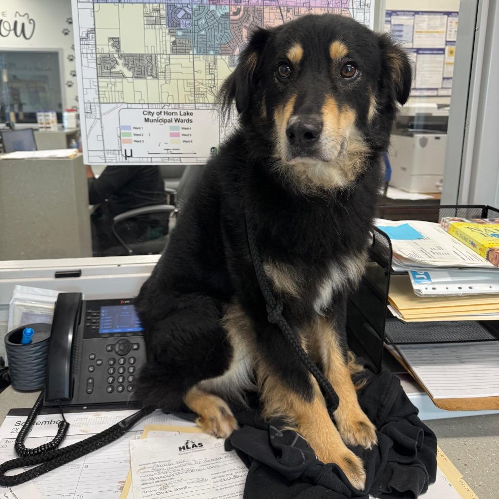 Koby, Adoptable, Adult Male Australian Shepherd & Husky.
