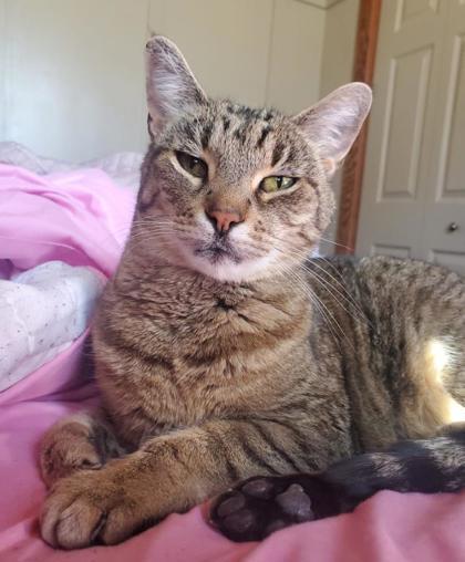 Peanut, Adoptable, Senior Female Domestic Short Hair.