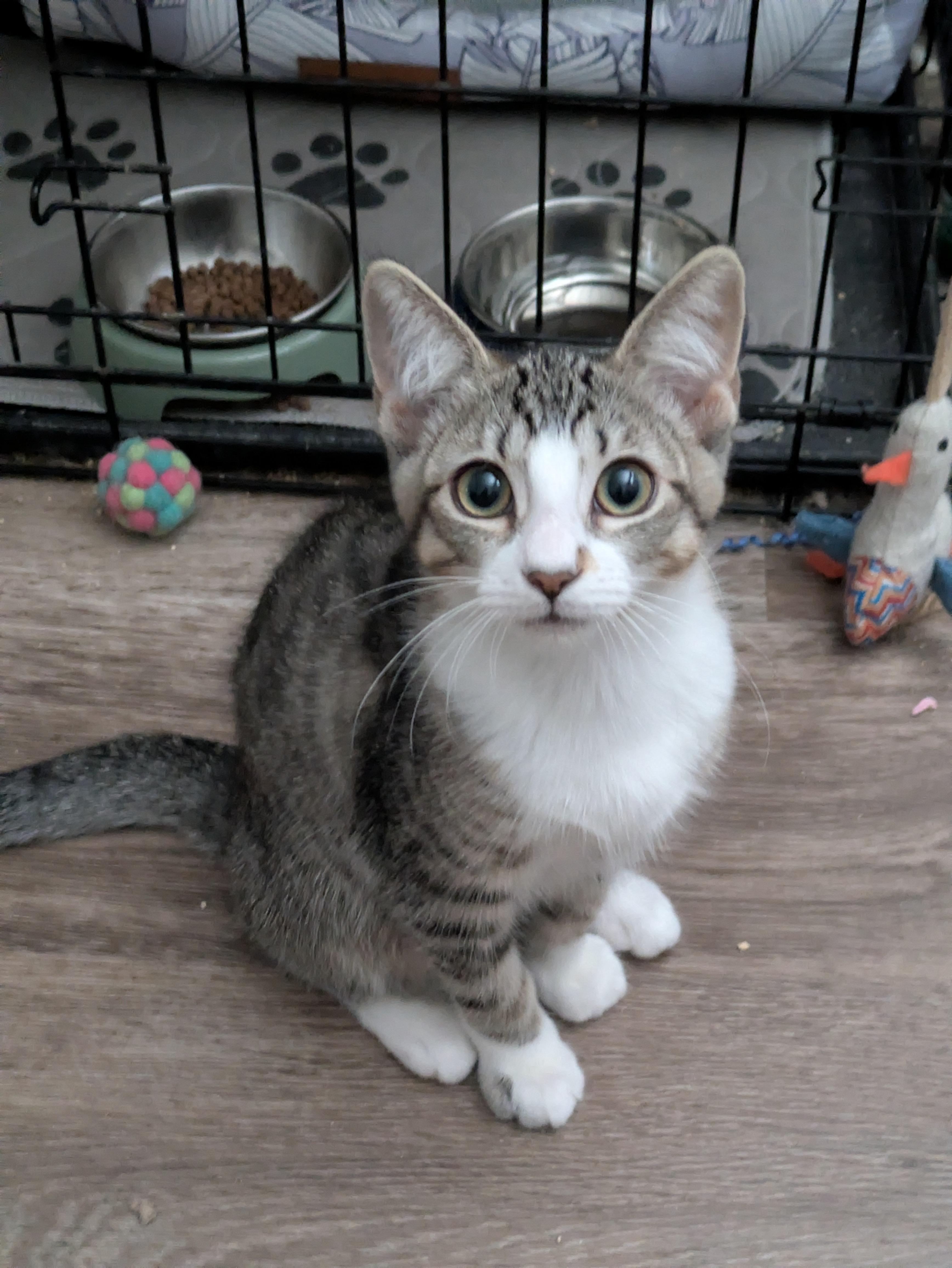 Zoe, ADOPTABLE, Young Female Domestic Short Hair.