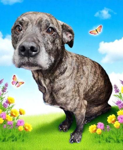 Desi, Adopted, Adult Female Mixed Breed.