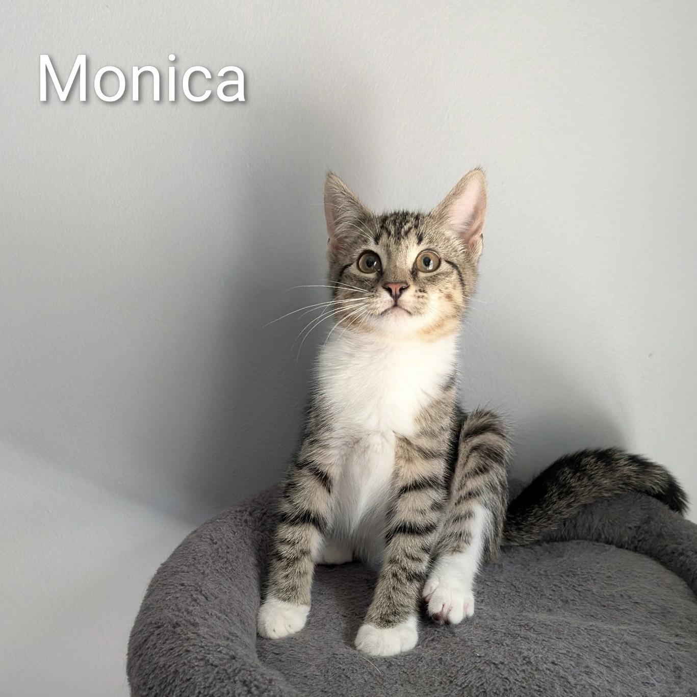 Monica, ADOPTABLE, Kitten Female Domestic Short Hair.