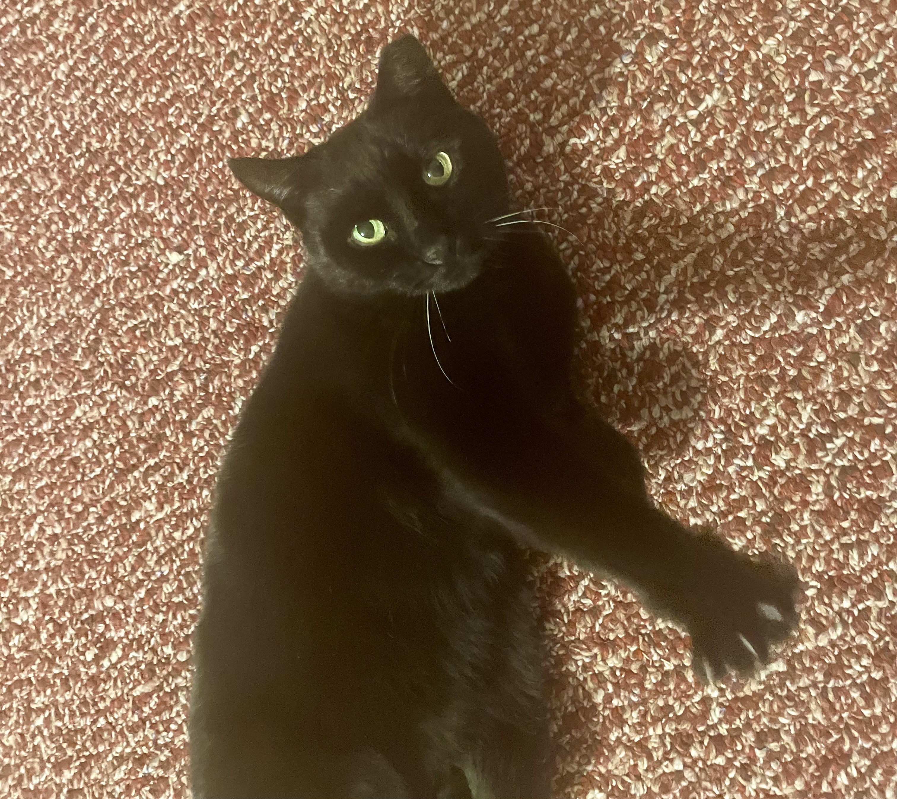 Pepper - courtesy post 4
