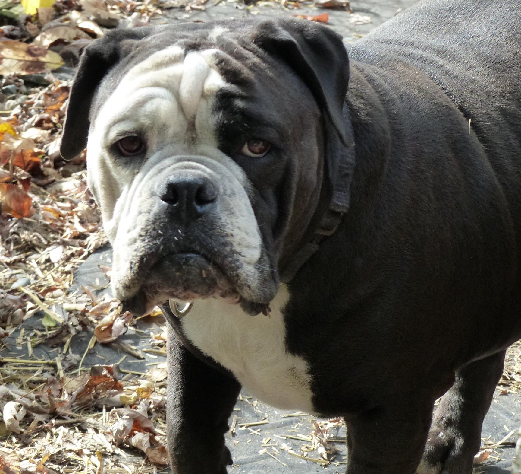 Enlarge Betsy, a Adoptable English Bulldog in Otsego, MI image 1/1