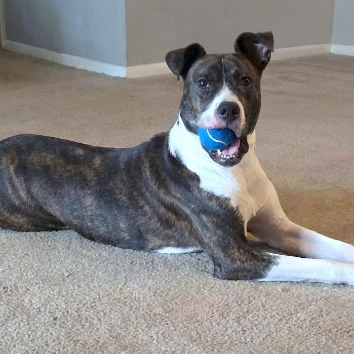 Enlarge Rocky, a Adopted mixed breed in Helena, AL image 1/5