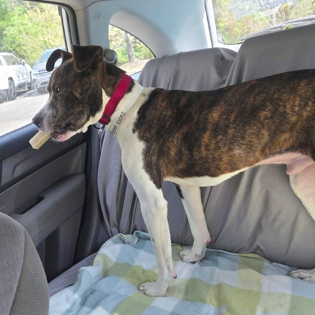 Enlarge Rocky, a Adopted mixed breed in Helena, AL image 3/5